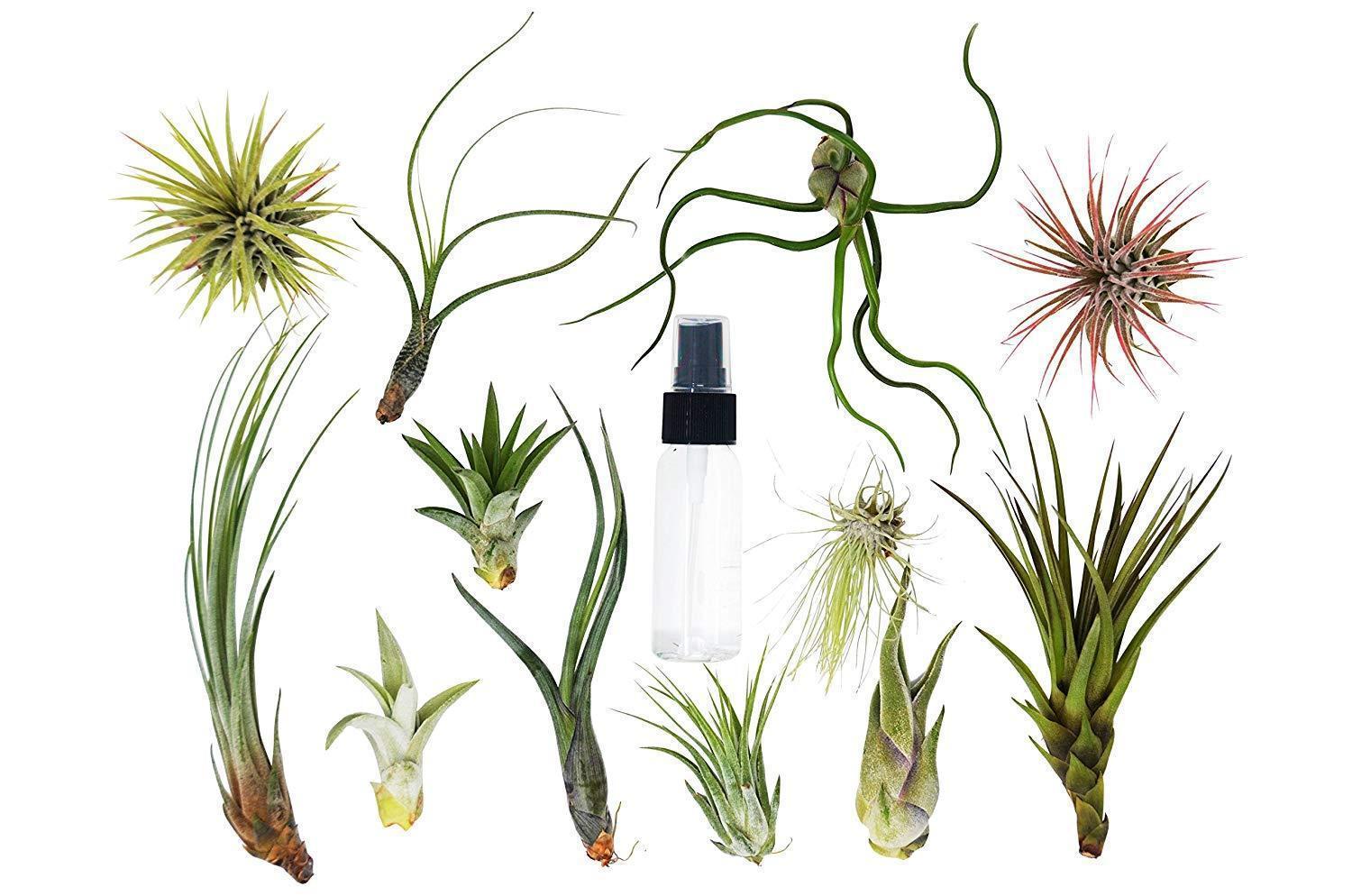 Air Plants