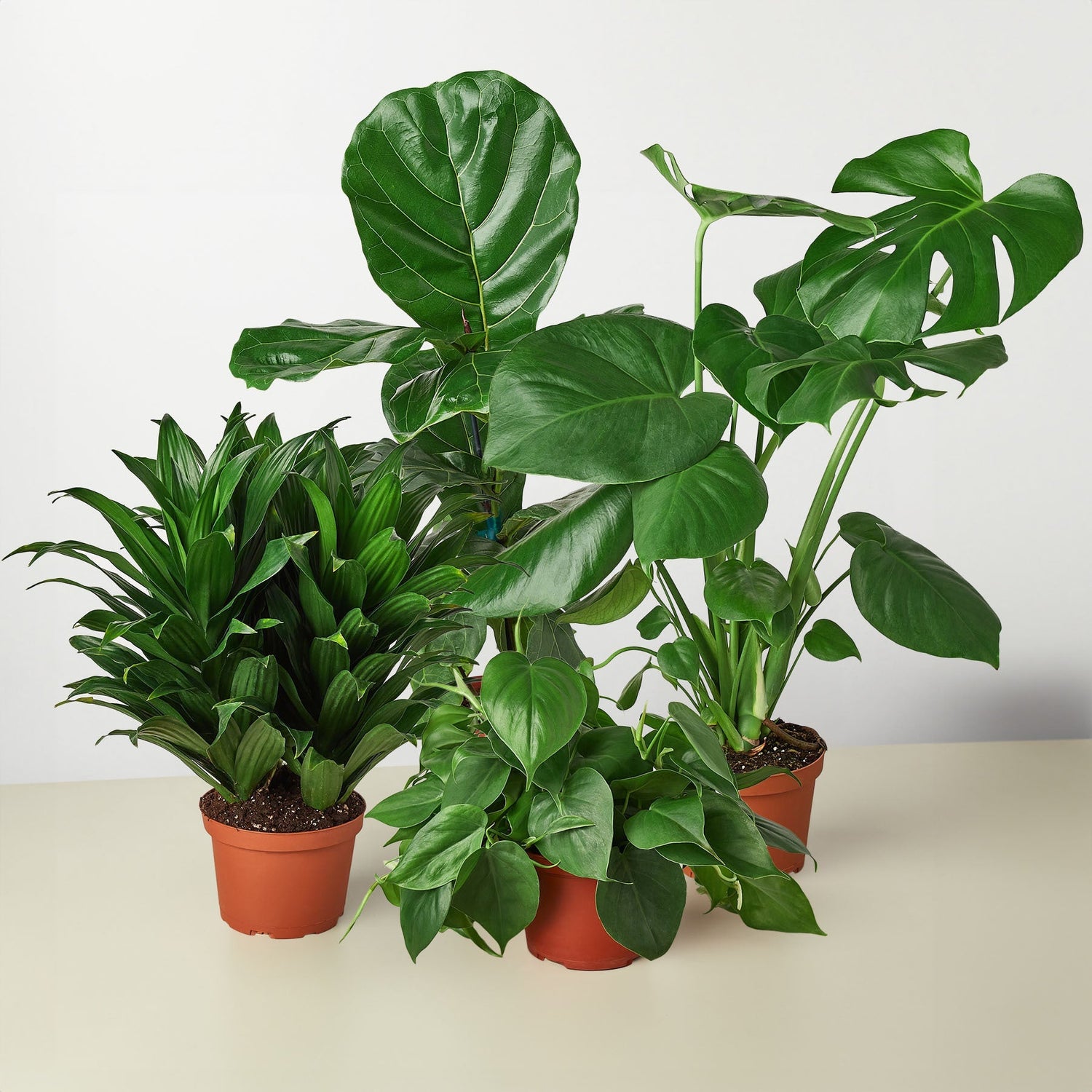 Tropical Indoor Plants