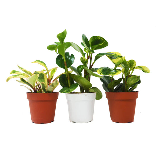 3 Different Peperomia Plants in 4" Pots - Baby Rubber Plants - Detroit House of Plants