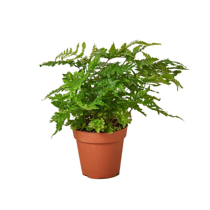 4" Pot - 'Autumn' Fern