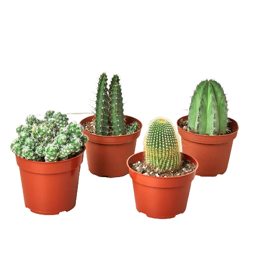 Cacti Variety Pack - 4 Plants