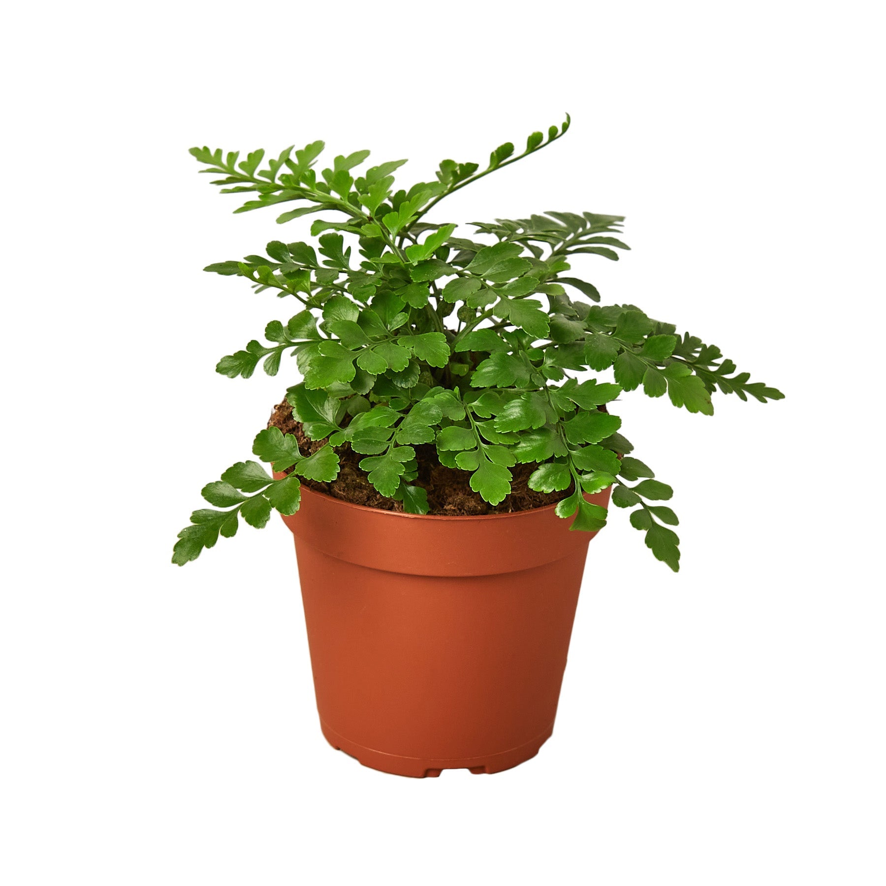 4" Pot - 'Austral Gem' Fern