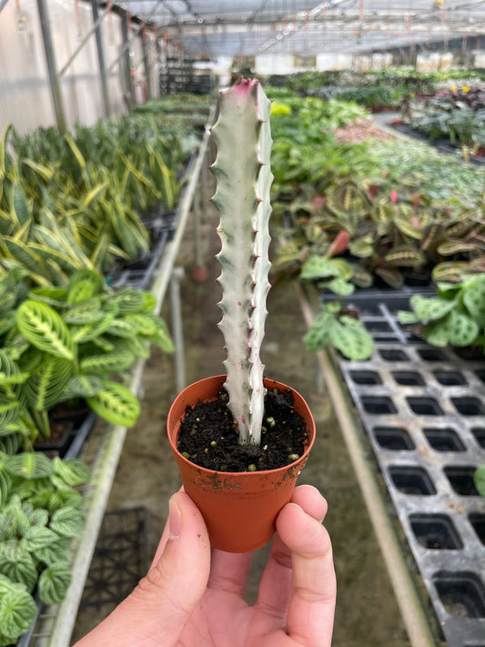 2" Pot - Euphorbia 'Dragon Bone