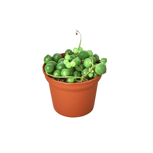 3" Pot / Nursery Pot - Succulent 'String of Pearls'