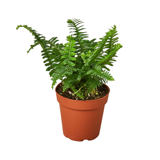 'Jester's Crown' Fern