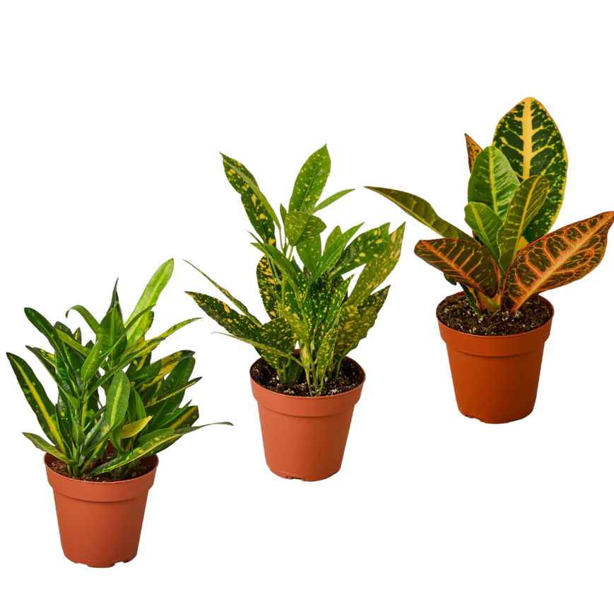 Croton Variety Pack - 3 Plants