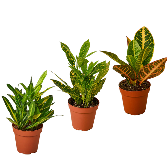 Croton Variety Pack - 3 Plants