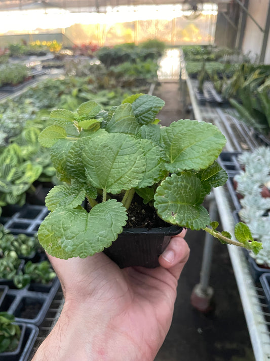 3" Pot - Pilea 'Crinkle'