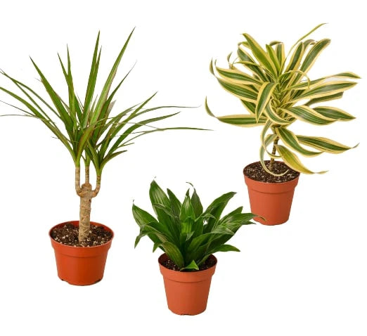 Dracaenas Variety Pack - 3 Plants