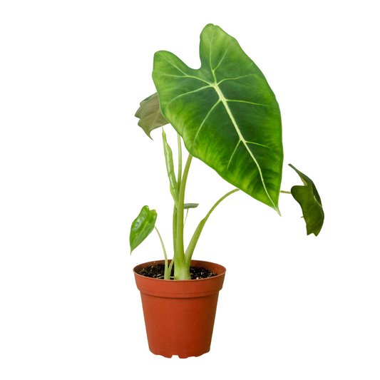 4" Pot - Alocasia Micholitziana 'Frydek'