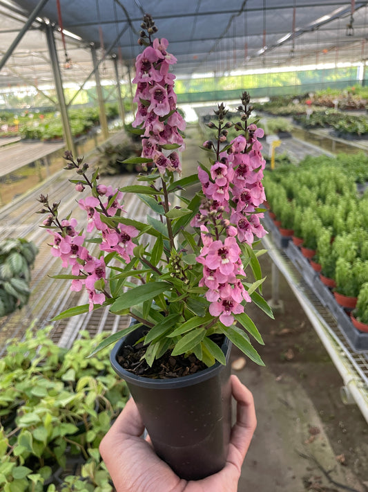 4" Pot / Pink - Angelonia