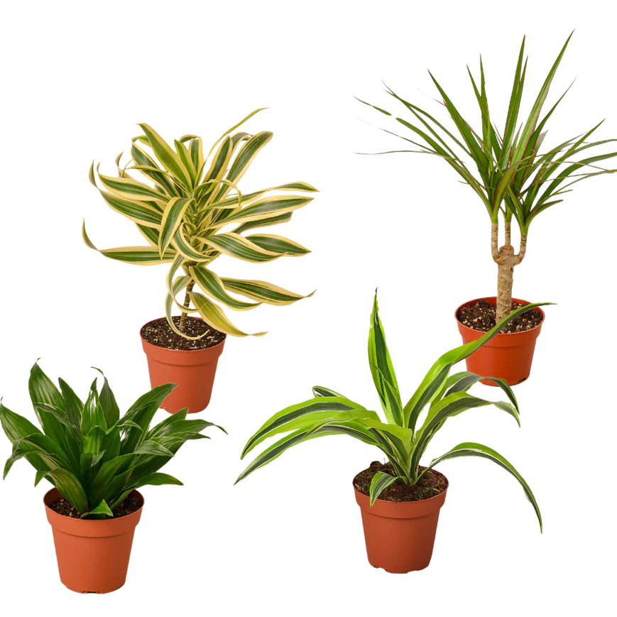 Dracaenas Variety Pack - 4 Plants