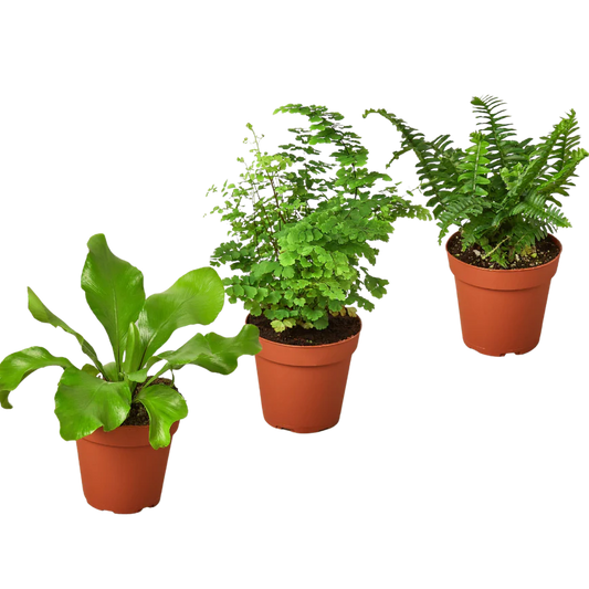 Fern Variety Pack - 3 Plants