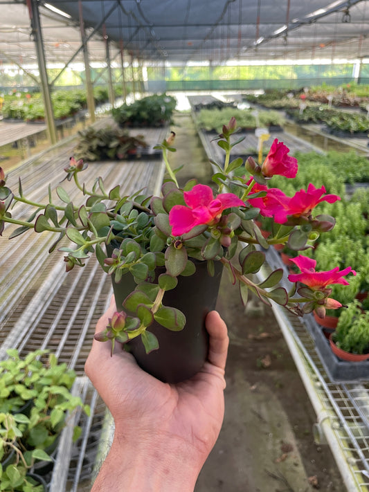 4" Pot / Pink - Purslane