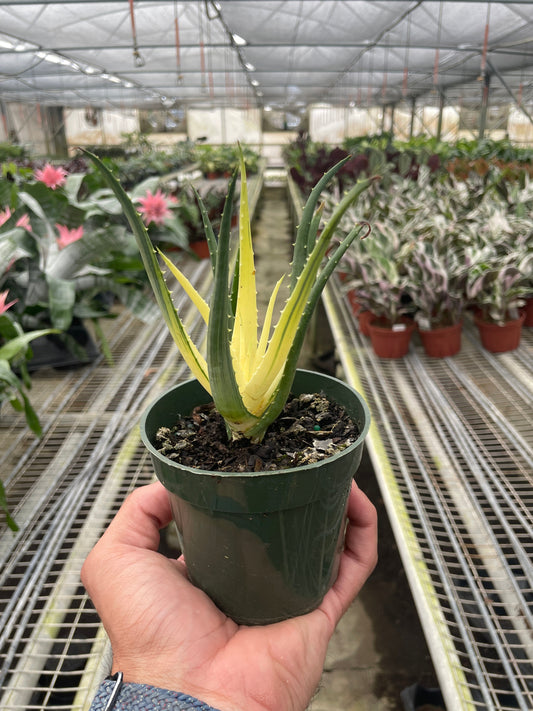 4" Pot - Aloe 'Solar Flare'