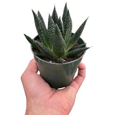 'Durban' Gasteria