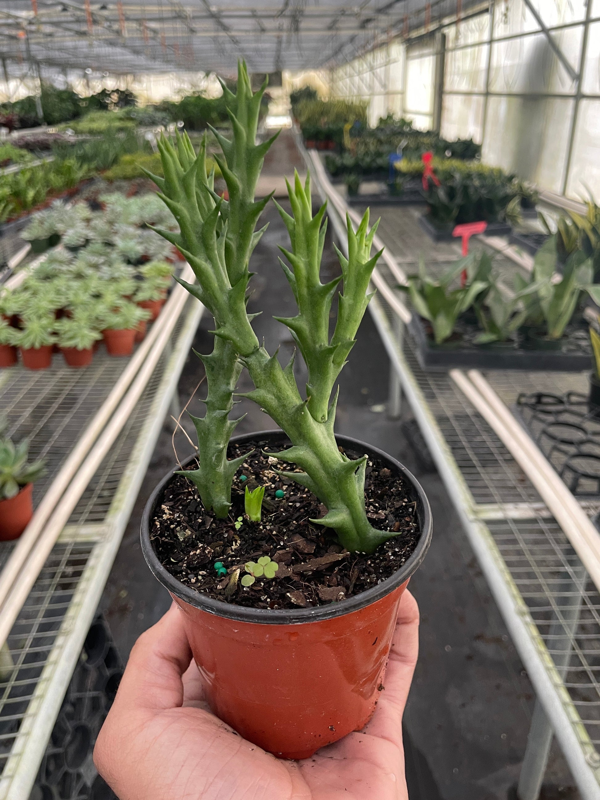 4" Pot - Starfish Cactus