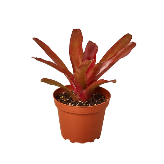 4" Pot - Bromeliad 'Fireball'