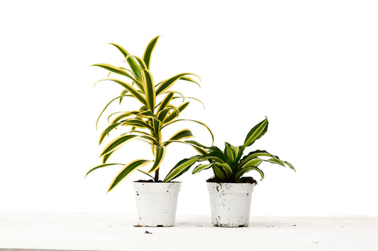 Dracaena Variety Pack - 2 Plants