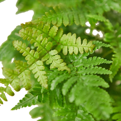 6" Pot - 'Autumn' Fern