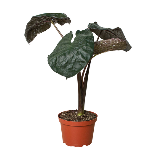 6" Pot - Alocasia 'Serendipity'