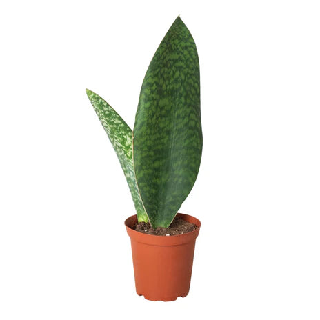 Shark Fin Snake Plant - Detroit House of Plants