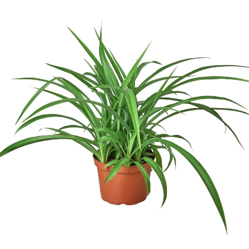 6" Pot - Spider Plant 'Green'