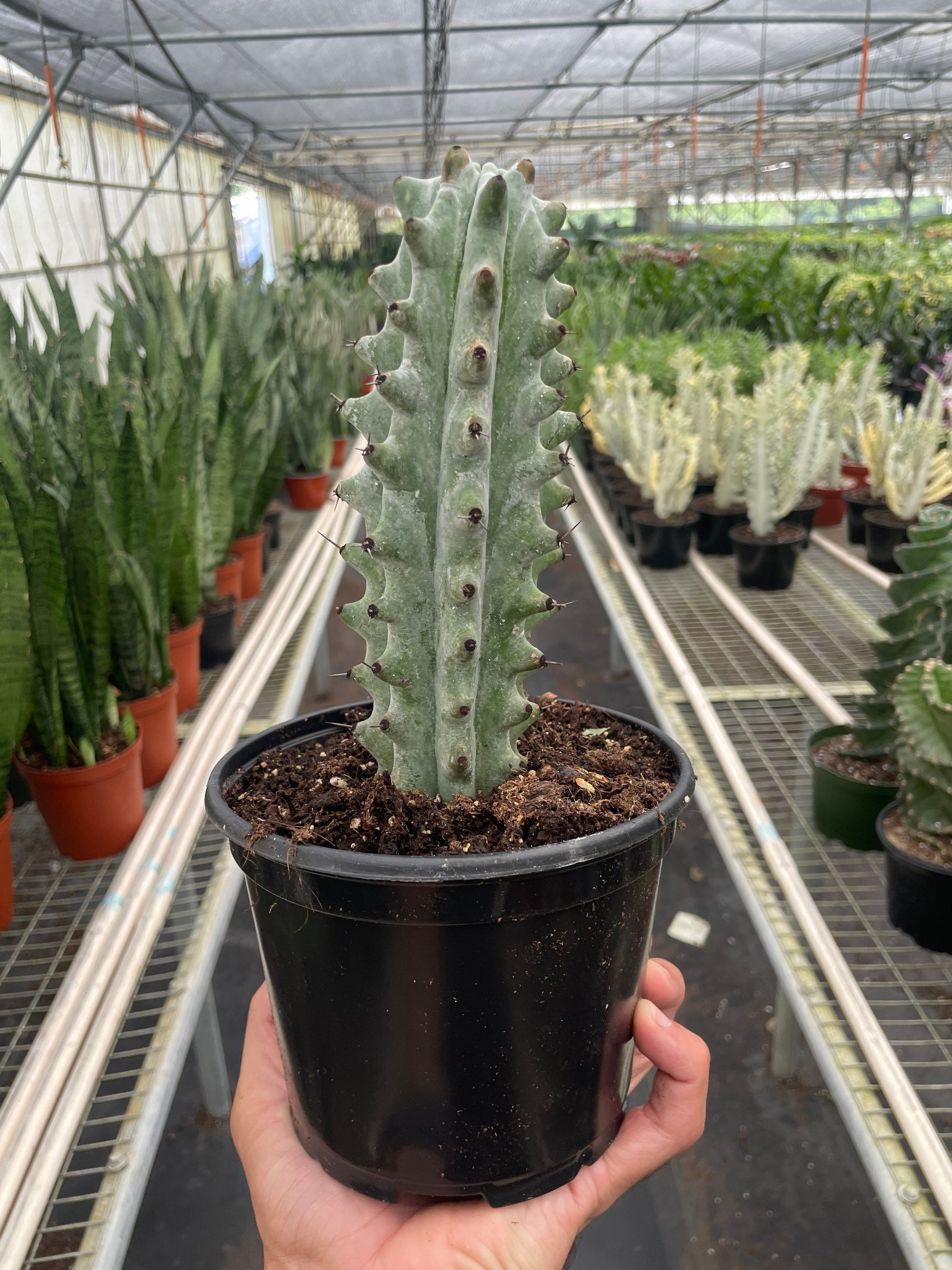 6" Pot - 'Ghost White Boobie' Cactus