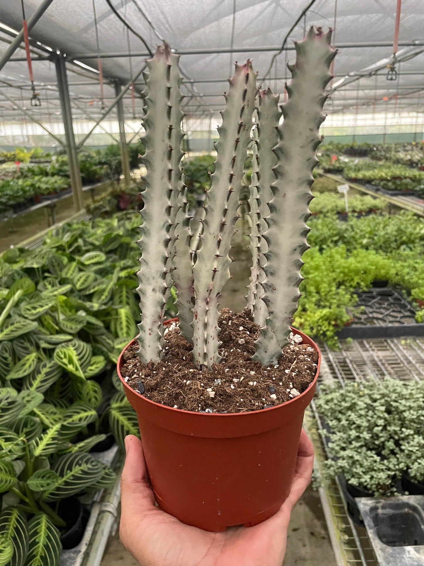 6" Pot - Euphorbia 'Dragon Bone'