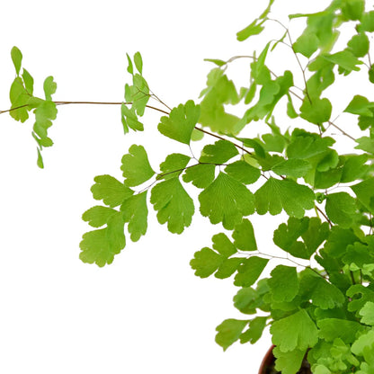 Maidenhair Fern - Detroit House of Plants