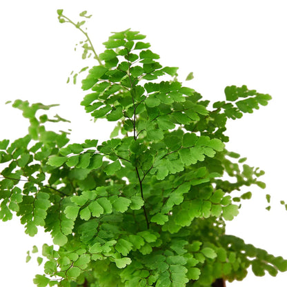 Maidenhair Fern - Detroit House of Plants