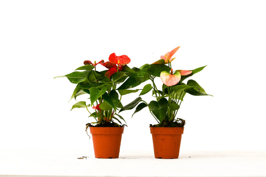 Anthurium Variety Pack - 2 Plants