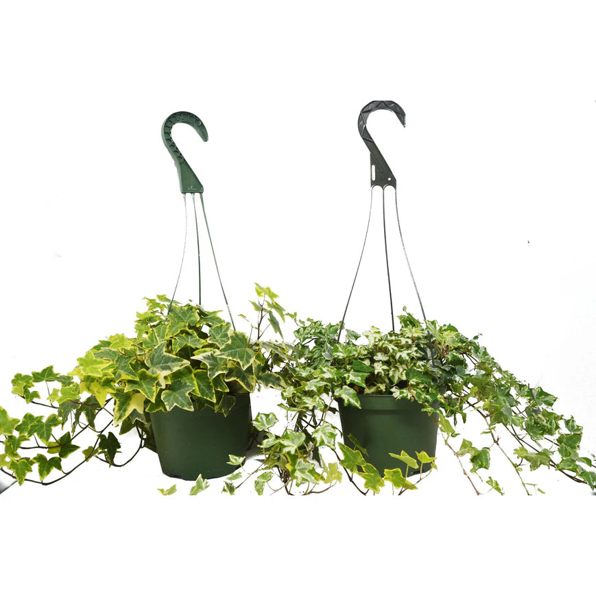 English Ivy Variety Pack - 2 Hanging