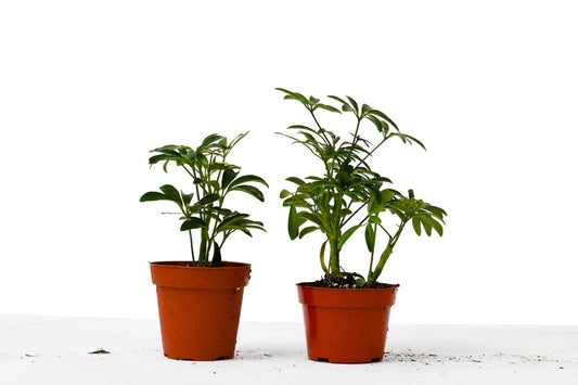 Schefflera Variety Pack - 2 Plants