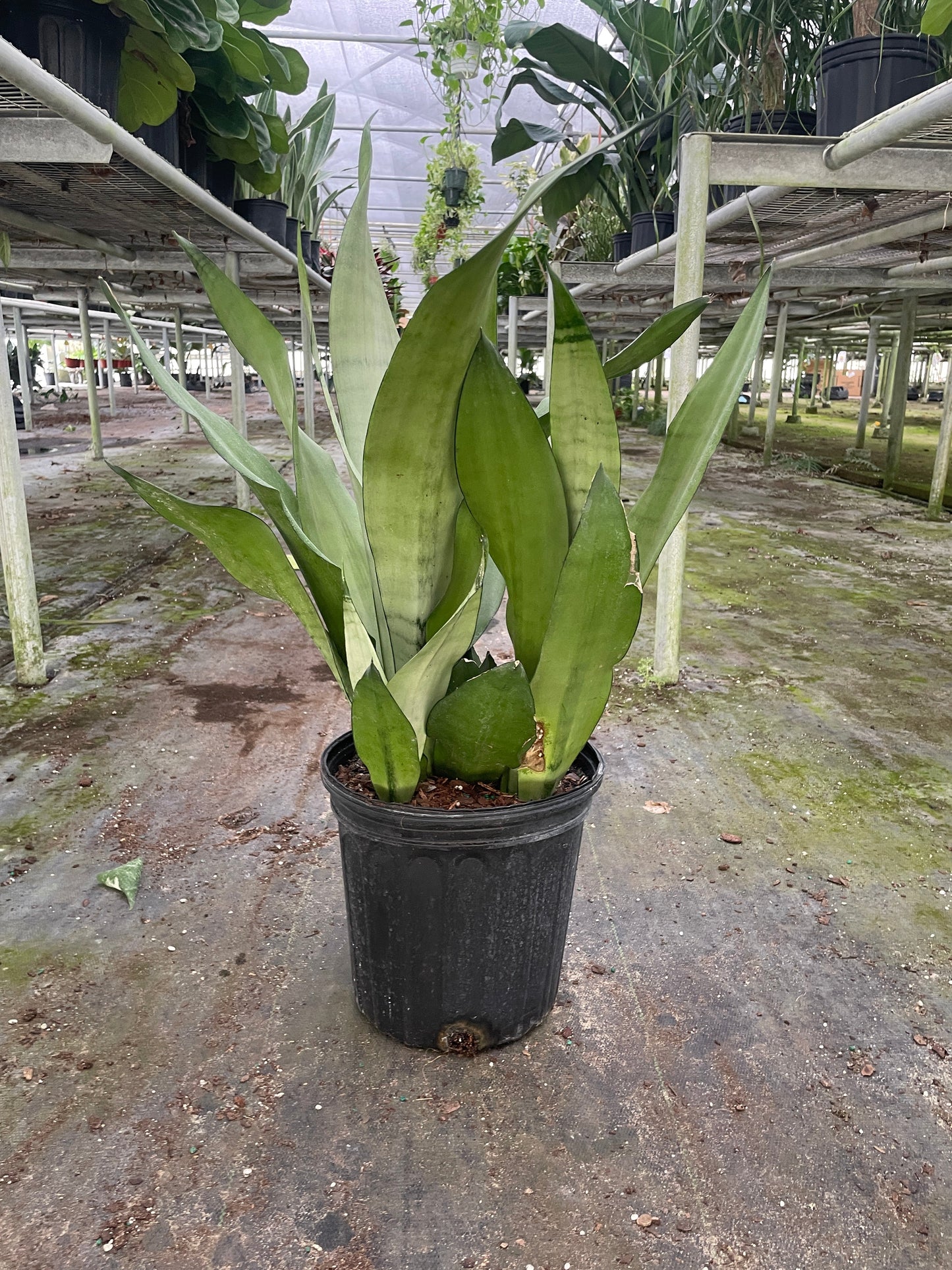 8" Pot - Snake Plant Moonshine