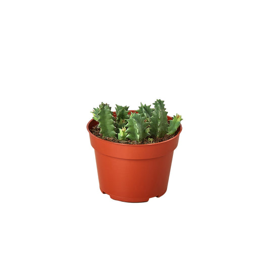 4" Pot - Lifesaver Cactus