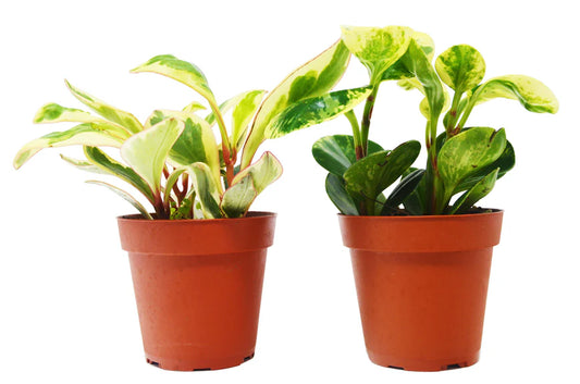 Peperomia Variety Pack - 2 Plants