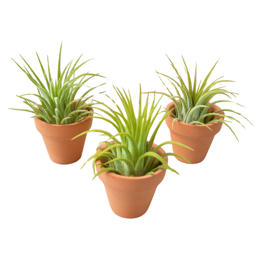 3 Air Plants in Terra Cotta Pots