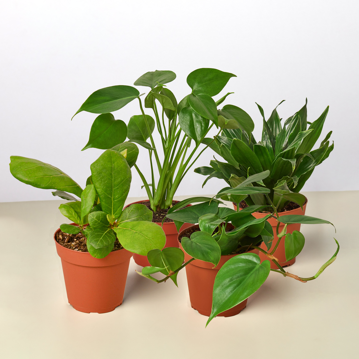 4" Bundle - Best Selling Plant Bundle