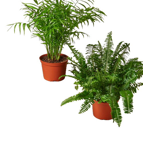 2 - 6" Pet-Friendly Plants Premium Subscription box - Detroit House of Plants