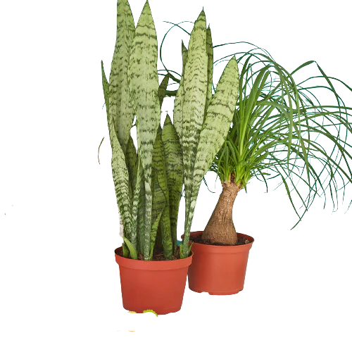 2 - 6" Indoor Plants Premium Subscription box - Detroit House of Plants