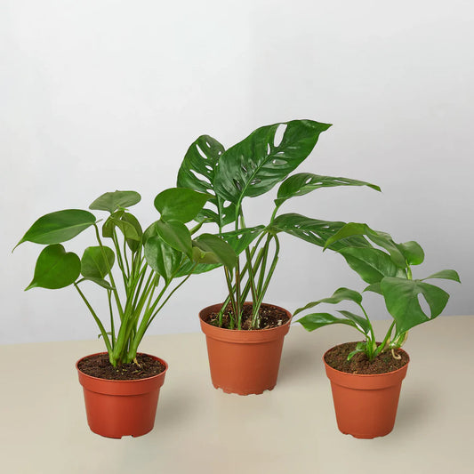 Monstera Bundle - 3 Plants