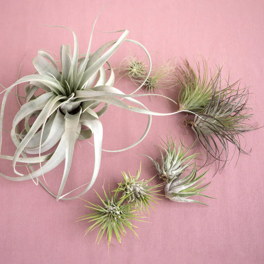 Mothers Day Air Plant Bundle - 8 Plants