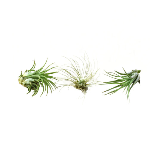 Air Plant Variety Pack - 3 Tillandsia