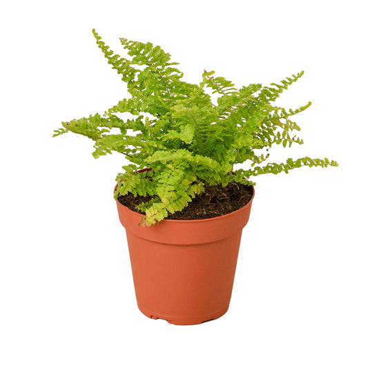 4" Pot - 'Cotton Candy' Fern