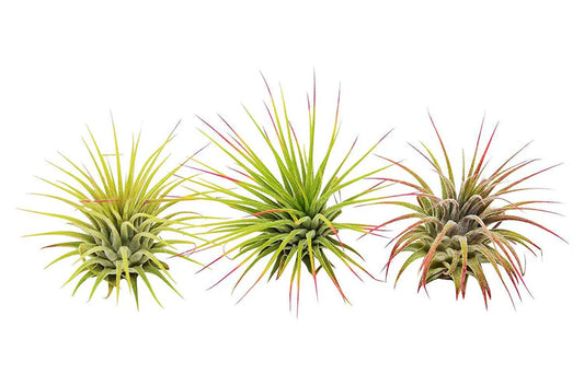 Air Plant Variety Pack - 3 Large