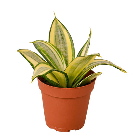 Snake Plant 'Gold Hahnii'