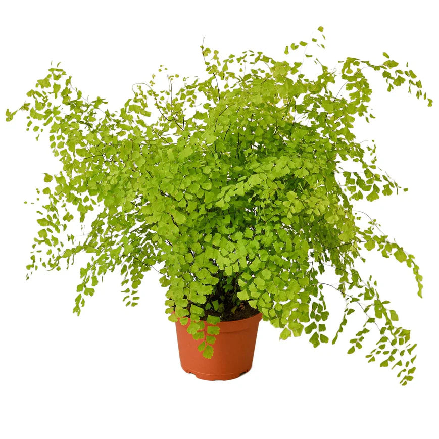 Maidenhair Fern - Detroit House of Plants