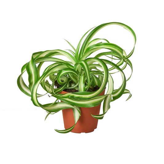 4" Pot / Nursery Pot - Spider Plant 'Bonnie'