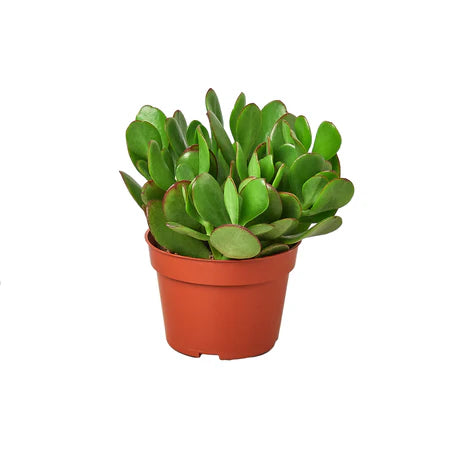 Crassula 'Jade'